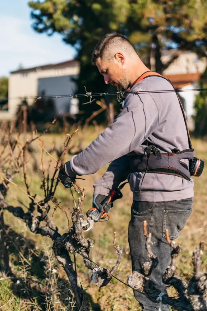 Taille de la vigne, Cave Coopérative Valléon
