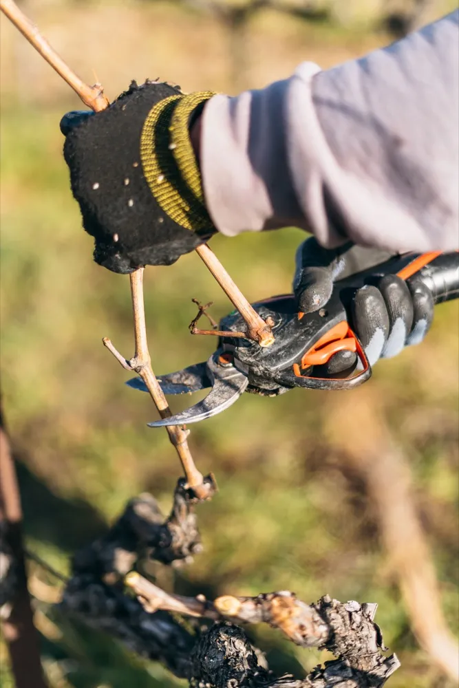 Taille de la vigne au sécateur, Cave Coopérative Valléon